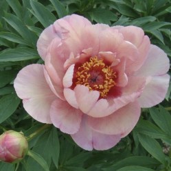 Berry Berry Fine  1IMG_9237